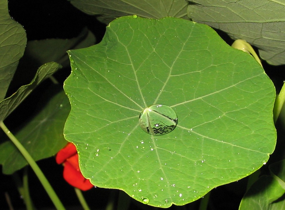 Ein Waasertropfen auf einem grünen Blatt